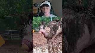 La terrible histoire des œufs d'autruche