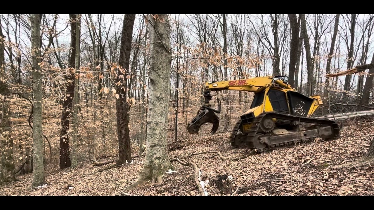 Bell Ultra C Feller Buncher working in hardwood logs!