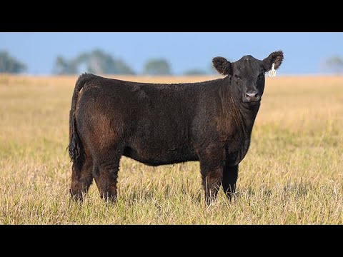 Reimann Ranch : Tag 107 - YouTube