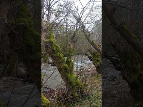 Cover River, Moss on Trees, Relaxing, Gentle,Calming 💦#relaxing #moss #calm #river #relaxation #soothing