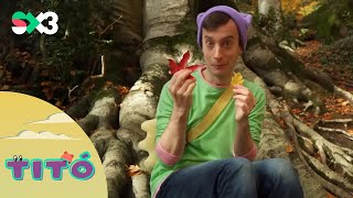 Excursió A La Tardor Ó