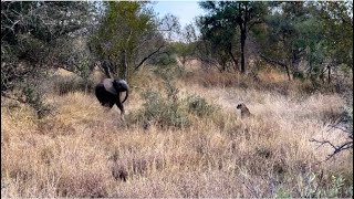 Leopard Encounter Baby Elephant Attack Video