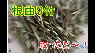 根曲り竹取ったど！ ただひたすらタケノコを取る動画  【山菜】