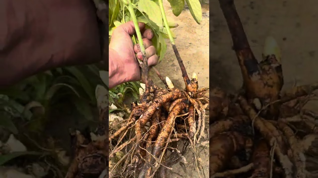 Пион ва лилияни кўпайтириш