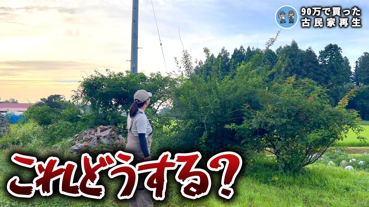 【汚庭整備】猛暑で荒れ果てた庭を本気で綺麗にします!  【古民家再生338】