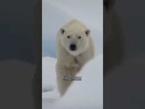 #122 - Все о животных #Fact #short