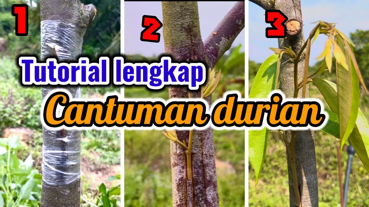 Tutorial penuh  cantuman durian duri hitam di lapangan