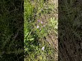 #nature #movie #video #italy #campagnasalentina #puglia #salento #otranto