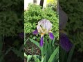 Iris 😍🌸🌼 love these delicate #blooms