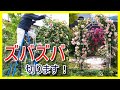 ピエール ドゥ ロンサールの花後剪定◆初心者向けに説明しました！