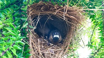 White-rumped Munia Parents Bring Up Food to Chicks (6) – Baby Birds Screaming at Feeding Time E110