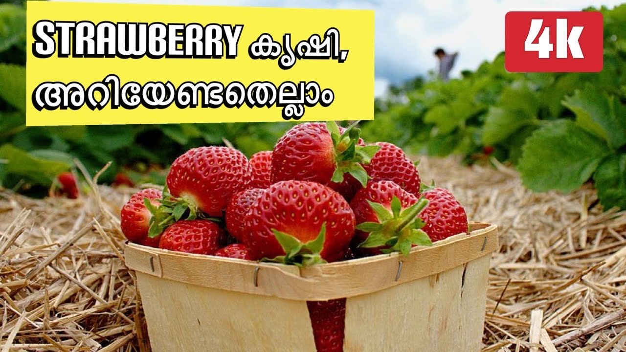 Strawberry Farming Strawberry കൃഷി ചെയുന്ന രീതി (2021) I Malayalam Vlog Farmers Corner YouTube