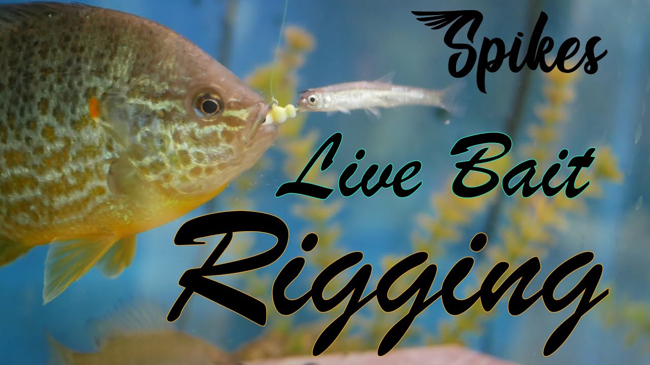 Live Bait Rigging