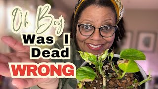 8 Lessons I Would Teach Myself As A New Plant Parent Guide