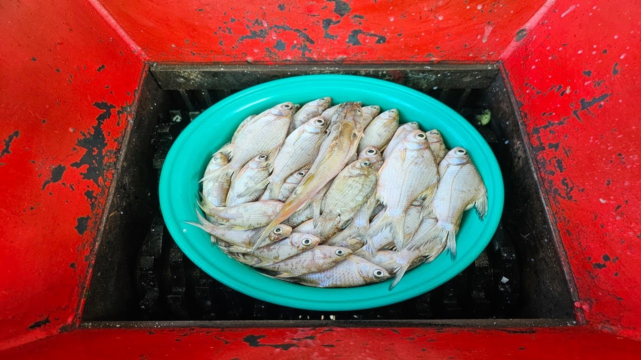 Frozen fish vs shredder machine