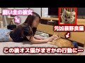 保護した子猫と彼女を会わせてみたらとんでもない事になりました…