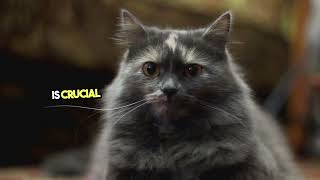 How Do Cats See the World? Unveiling Their 200-Degree Peripheral Vision!  (Cat Facts 29)