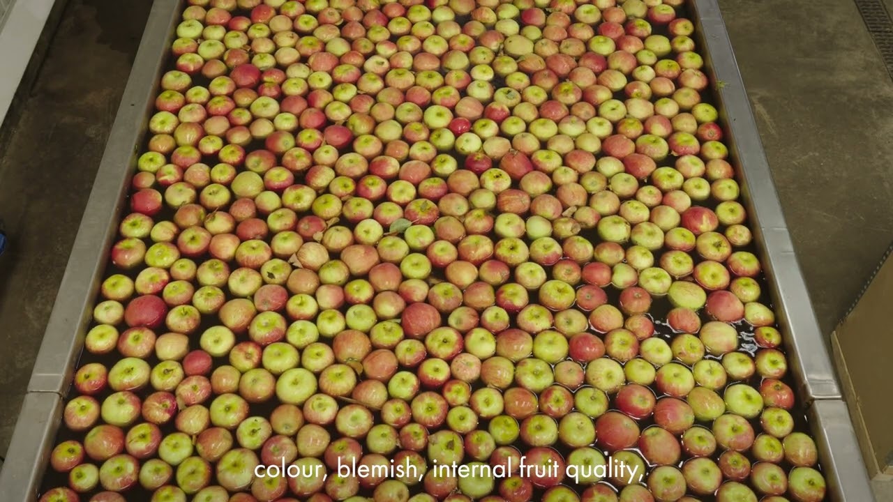 The Future of UK Orchard Fruit | British Apples and Pears Limited