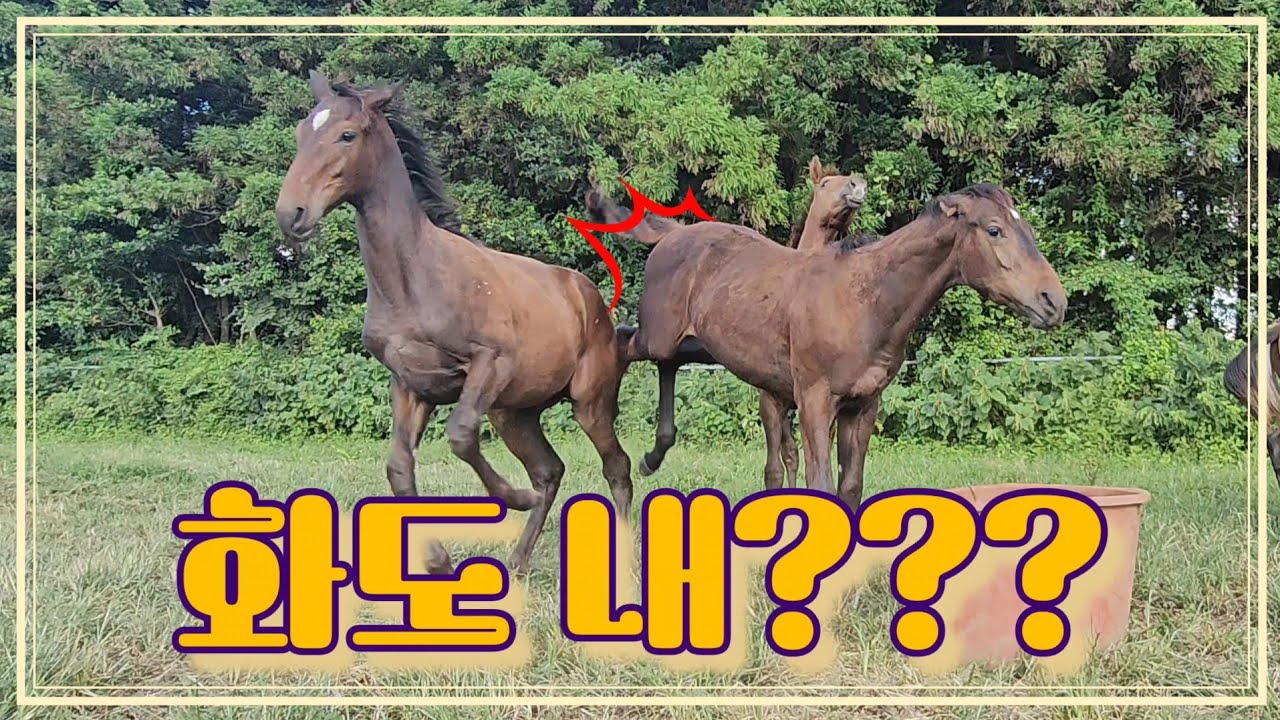 망아지의 성장💜 태어난지 8개월. 이제 엄마가 없으니 스스로 강해져야 해