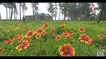 [NAPC] Bảo tồn hoa cúc biển Biểu tượng du lịch Cửa Lò