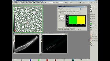 Metamorph Count Objects.avi