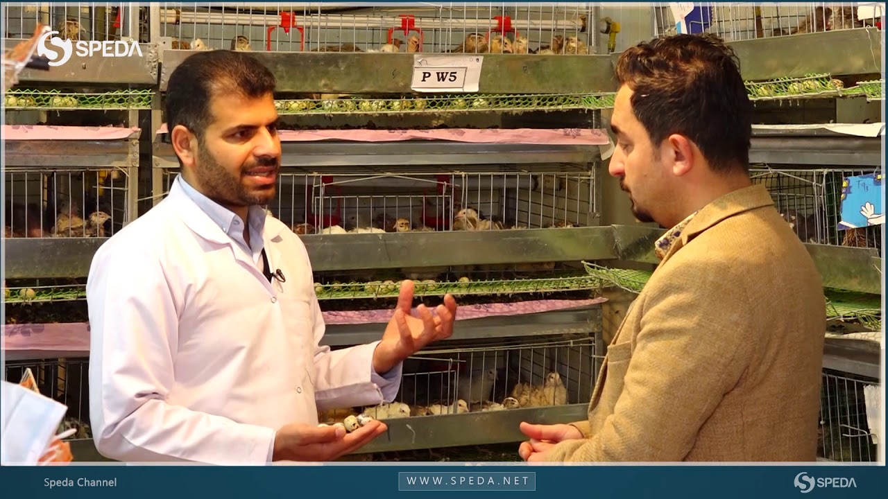 ڕانیە   باڵندەی هەوێردە