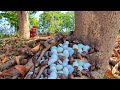Amazing! Harvest duck eggs and snails a lot under mango tree at field near the pond by lucky hand