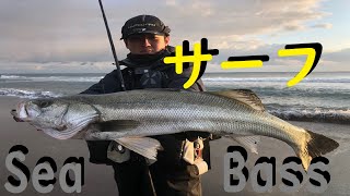青森 サーフシーバス - YouTube