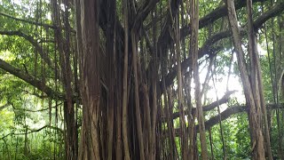 Bio's on Maui