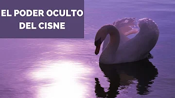 ¿Qué simboliza un cisne?