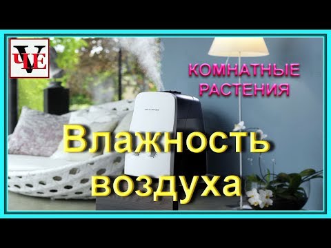 Вопрос: Какое растение лучше поставить для улучшения воздуха?