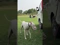 Gultair Tazi Breed Beautiful Dog #dog