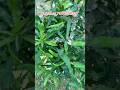 Macadamia Nut Tree for Sale | Best Quality Plants #india #fruit #macadamia #plantation #farming