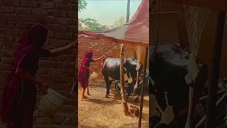 #cow lover #dairyfarm #farming#dairyproducts #trendingshorts#trendingreels