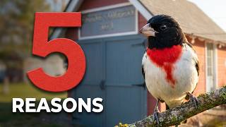 5 Reasons I Love the Rose-Breasted Grosbeaks | Spring Bird Watching