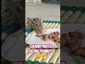 gilhari eating peanuts 🥜🥜 #gilharivideo #youtubeshorts #funnyvideo #funnyshorts