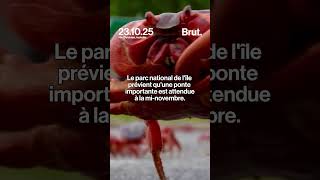 L'impressionnante migration des crabes rouges sur l'Île Christmas en Australie.