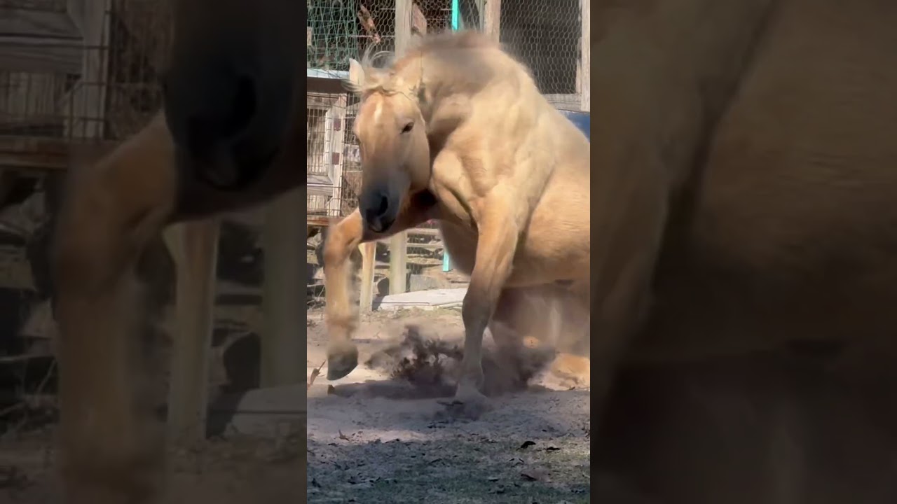 Horse rolling and shaking 