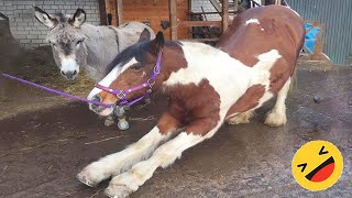 Horses Being Dramatic & Weird For 15 Minutes - Funniest and Cutest Horse Compilation 2023 by Animals So Cute 72,670 views 3 months ago 15 minutes