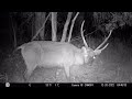 Funny and strange sambar deer caught on trail camera