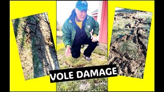 Vole Damage: How to Prevent It and How to Fix It