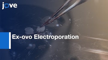 Ex-ovo Electroporation for Gene Transfer for Cell Culture Studies | Protocol Preview
