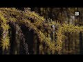 This B.C. tree breaks all the rules about fall colours | #fallcolours