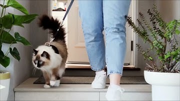 Stop Cat Harness Escapes | Australia’s #1 Escape-Proof Cat Harness