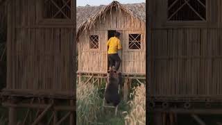 Old Man Escapes a Bear by Hiding Inside His Bamboo House #BambooHome #JungleAdventure #SafeHouse