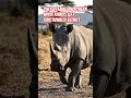 #extinct #extinctinthewild #northernwhiterhino #whiterhino #rhino #savenature #savenaturesn