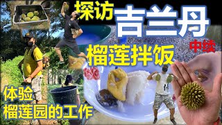 北京人在大马61：#美味的榴莲拌饭，体验榴莲园一天的工作