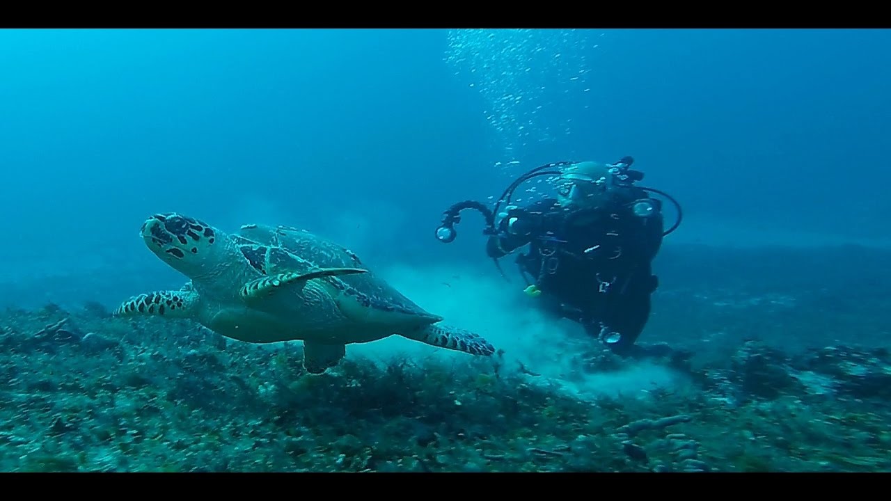 Dick Gibson Meets Turtle