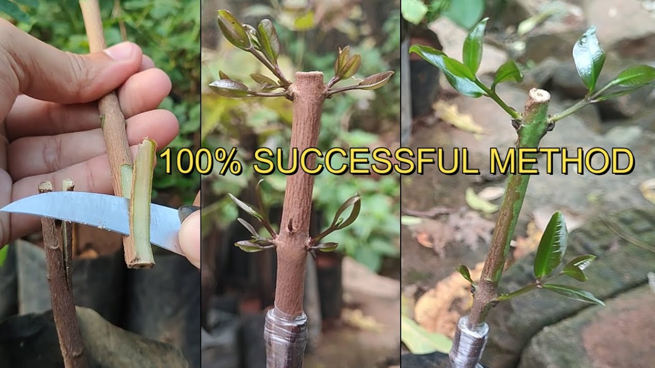 Water Apple Plants V Grafting! Wax Apple Syzygium Samarangense Aqueum Java Rose Apple! Chambakka