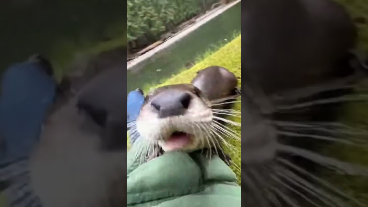 He just come to say hi and missing